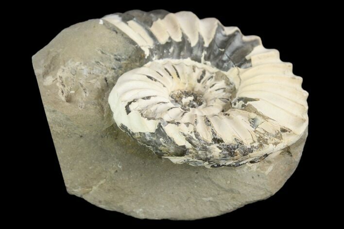 Ammonite (Pleuroceras) Fossil in Rock - Germany #125419